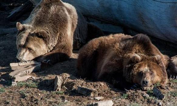 三巨 来自搜狐网