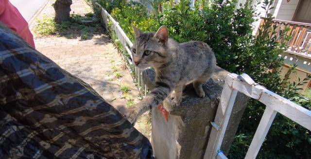 流浪猫拦住路人,不给吃得不让走,这年头连流浪猫也成"路霸"了_麻猫