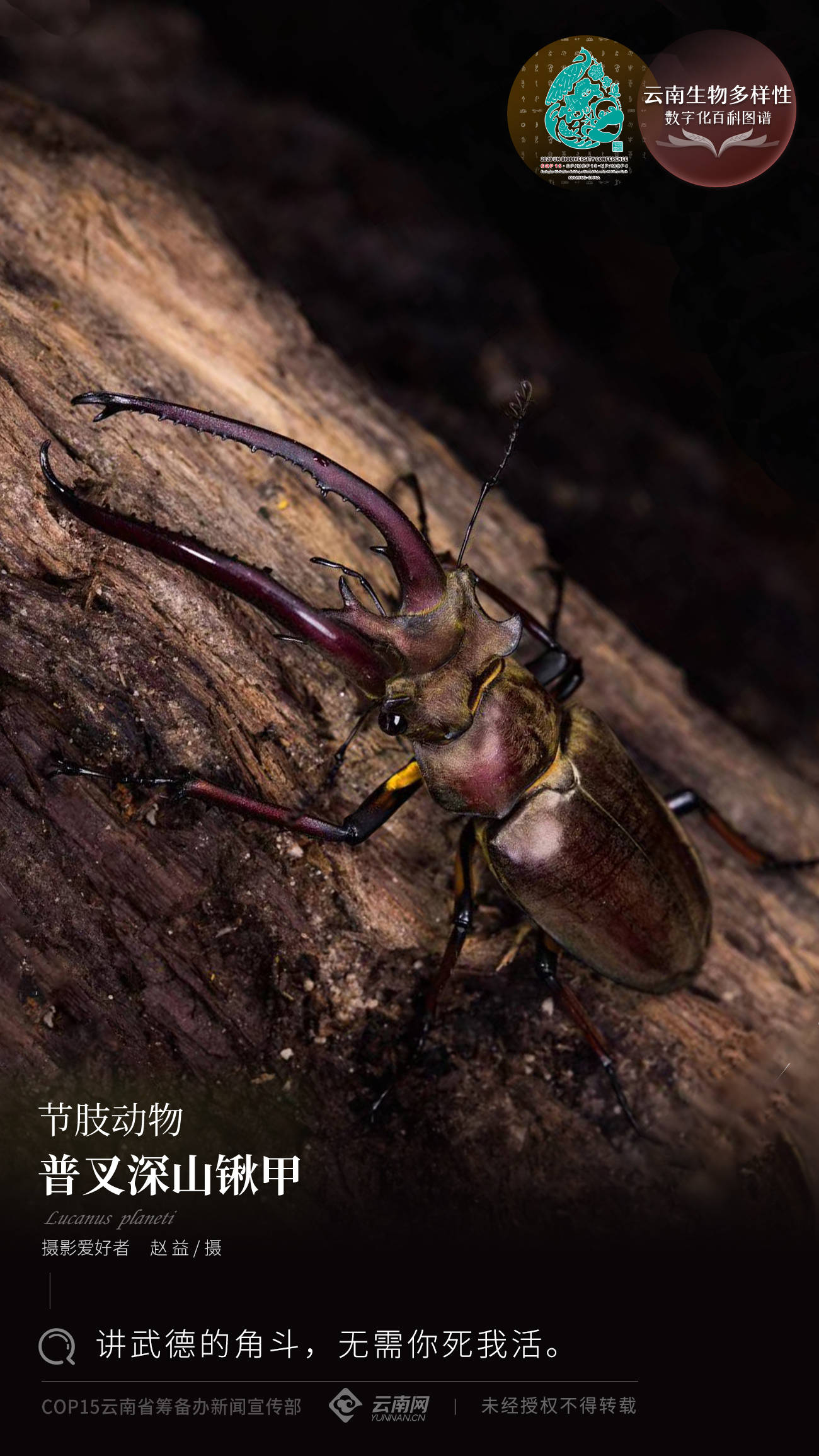 普叉深山锹甲lucanus planeti普叉深山锹甲,隶属于节肢动物,昆虫纲