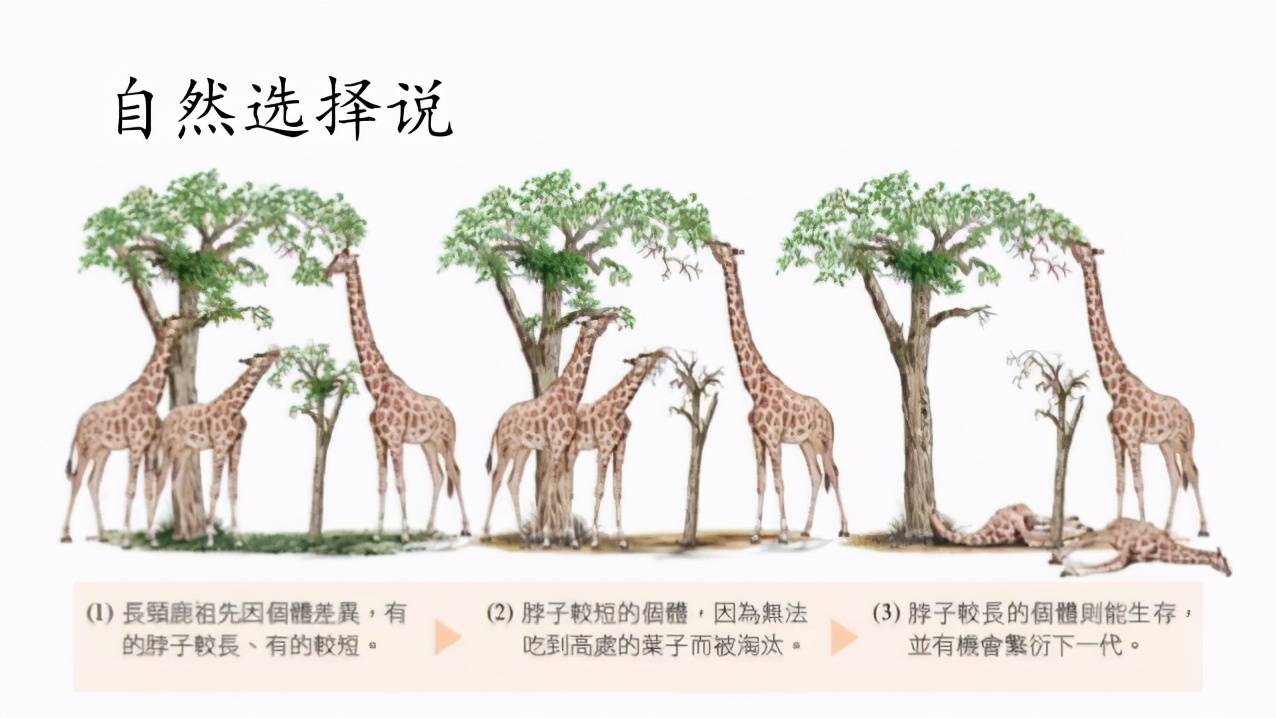 他在代表作《物种起源》中这样写道:就长颈鹿而言,因其身材巍峨,颈部