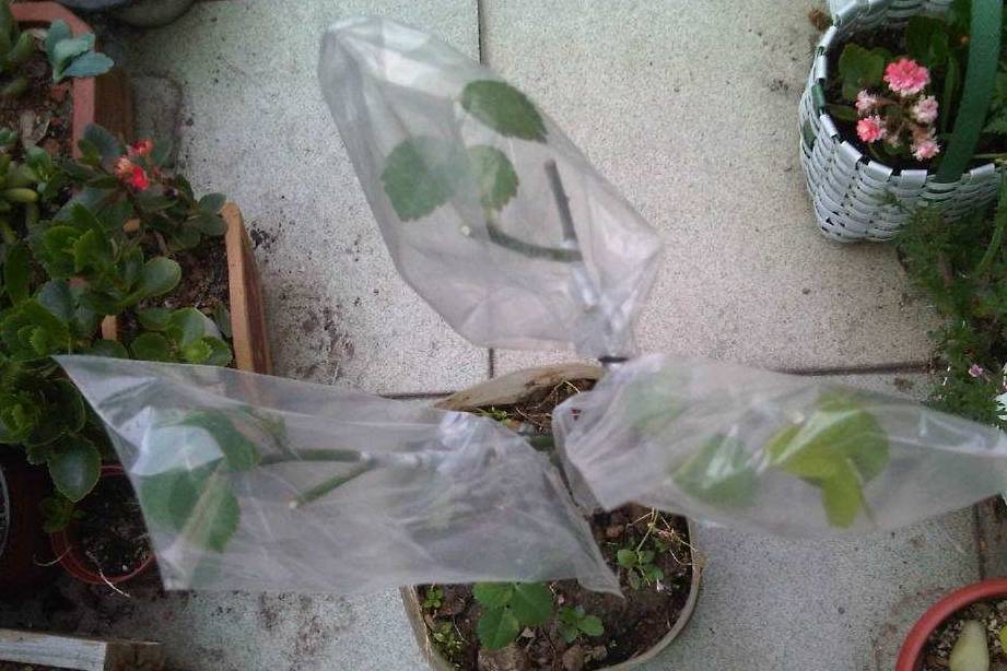小株一点的桂花可以套袋养护