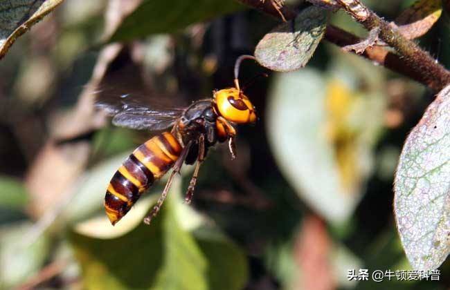 原创北美又遭生物入侵号称三针蜇死牛的虎头蜂竟被云南人当宠物