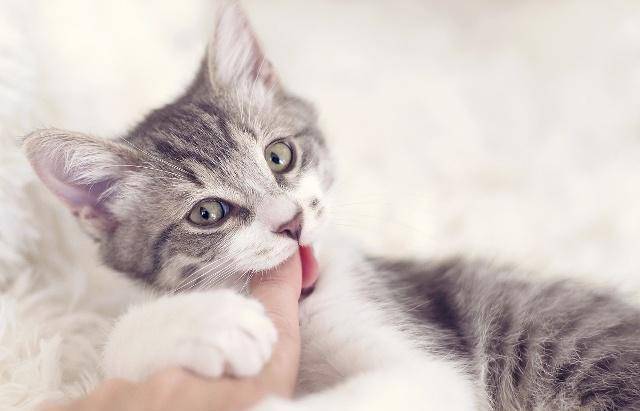 猫咪喜欢咬你肯定不会是无缘无故的有这5个原因