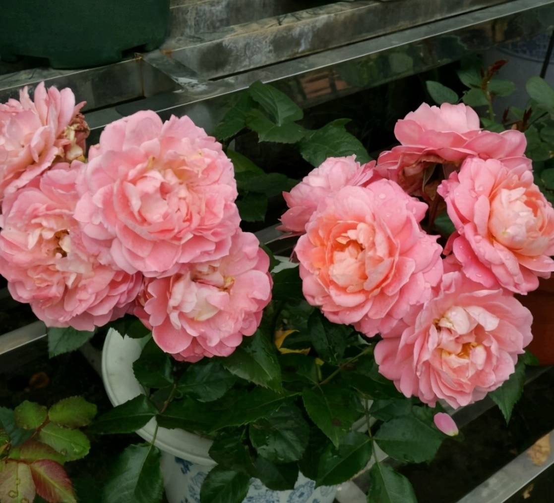阳台养花,养棵"香香公主"吧,花开时刻,满室飘香,四季能赏花_开花_月季