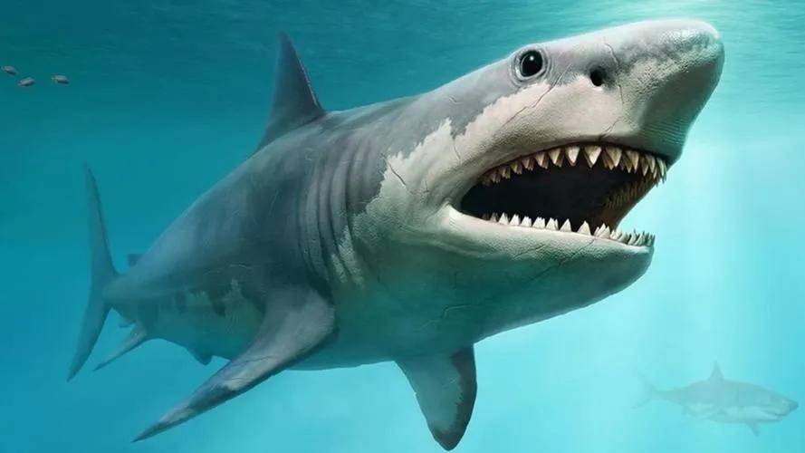 巨齿鲨到底有多大,有天敌吗让我们一起来了解_海洋_大白鲨_生活