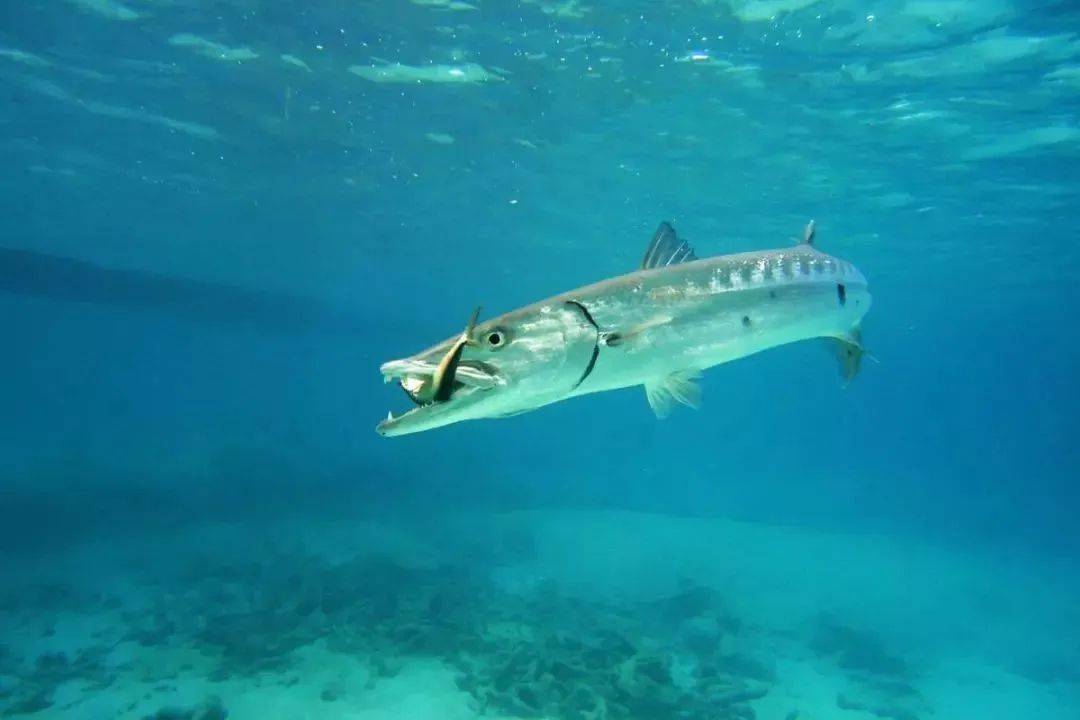 梭鱼:海洋中最团结的"海狼军团"_身体_鲨鱼_猎物