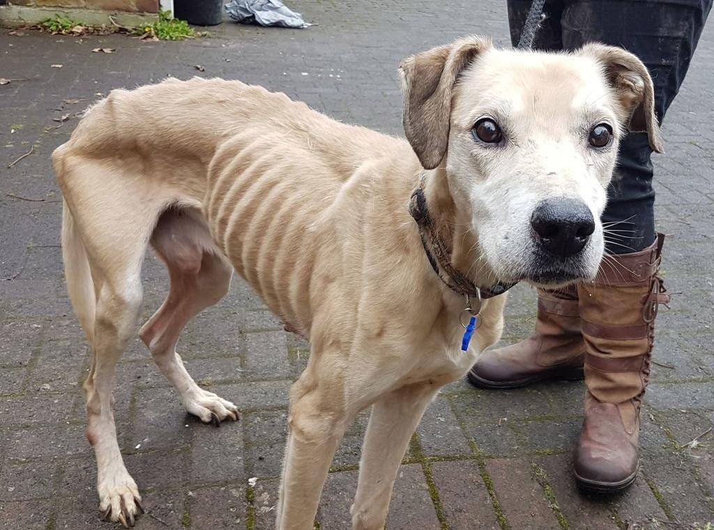 英国一狗狗被遗弃在慈善机构 骨瘦如柴如骷髅_默西塞德_动物_围栏