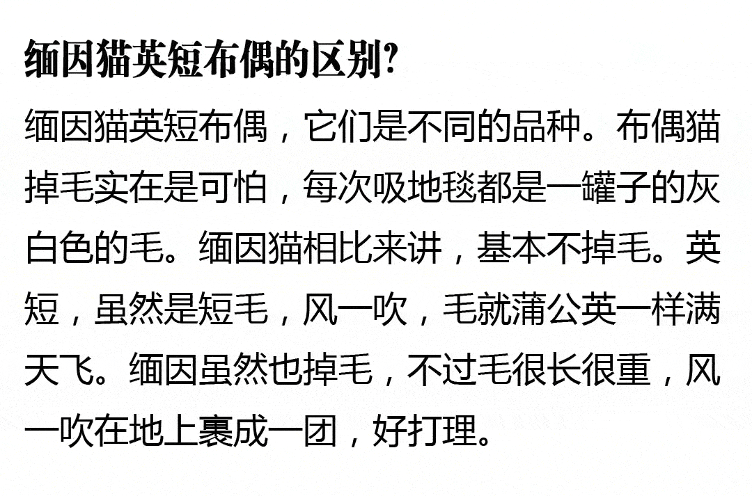 银渐层和缅因猫的串?出售纯种缅因猫?缅因猫的十大忠告?缅因猫遛猫?