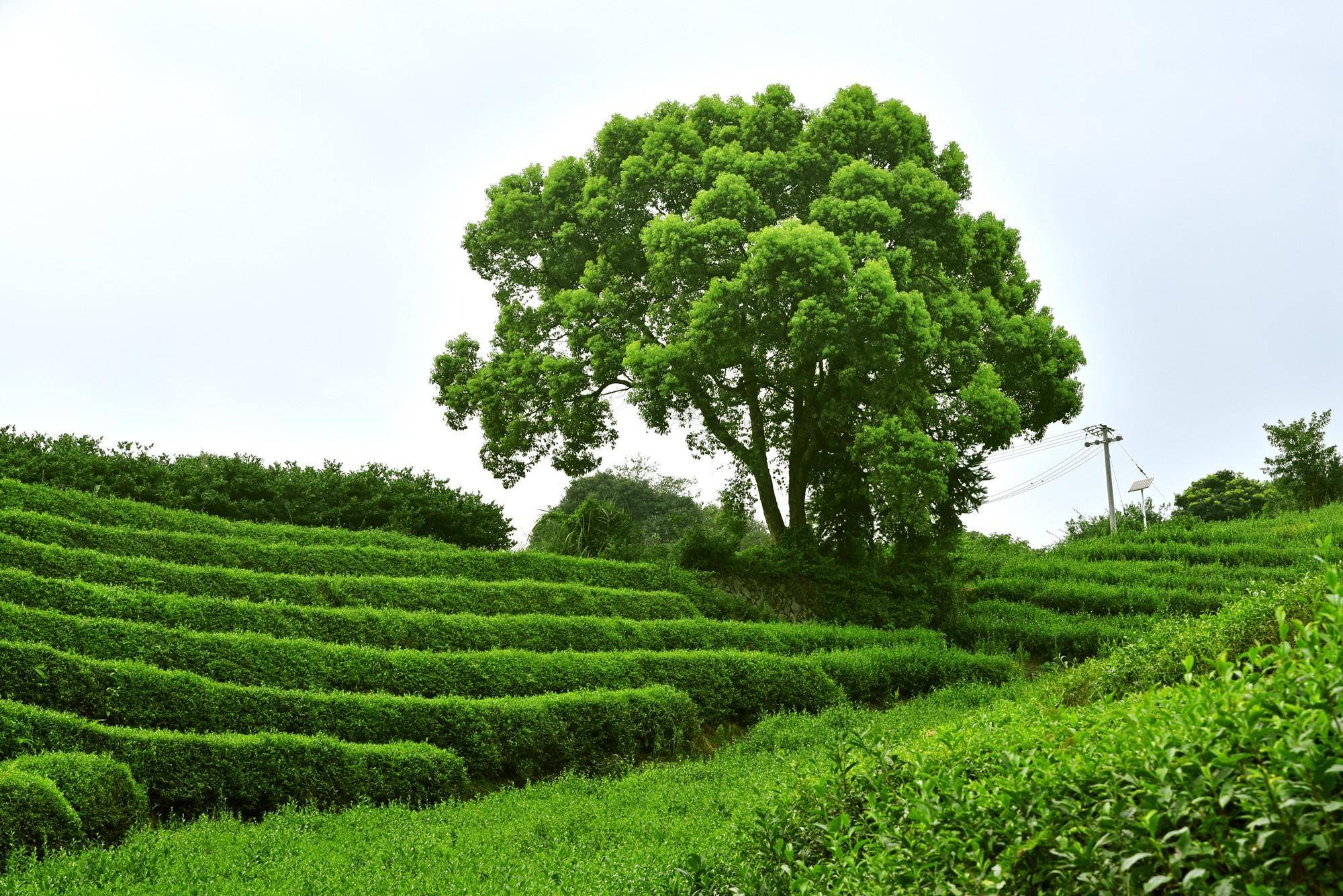 苍南五凤茶园,中国茶文化之乡,中国最美茶园之一果然名不虚传_后村