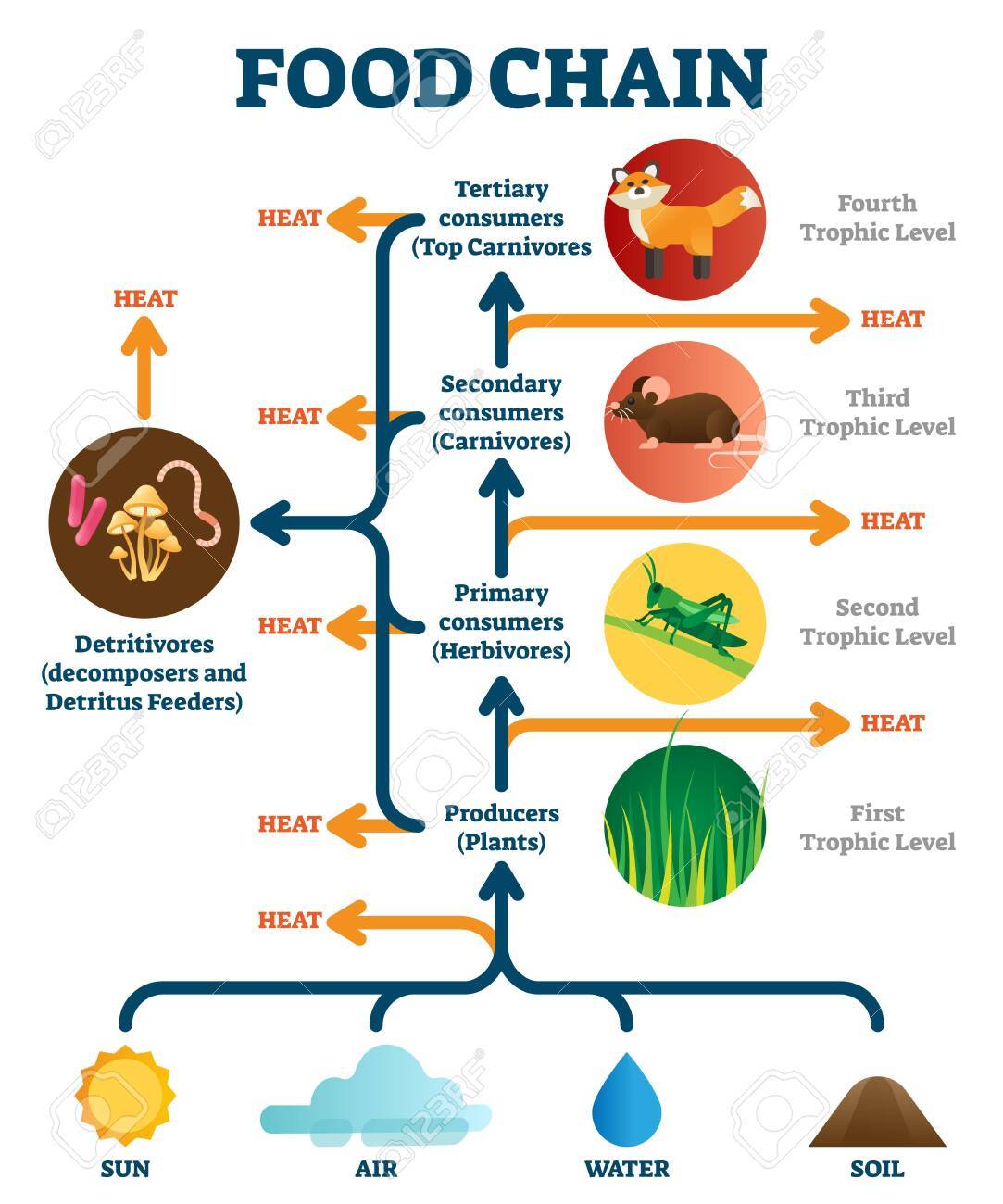 火化突破天然规律？所有动物身后城市生态轮回，人类火化太浪费？