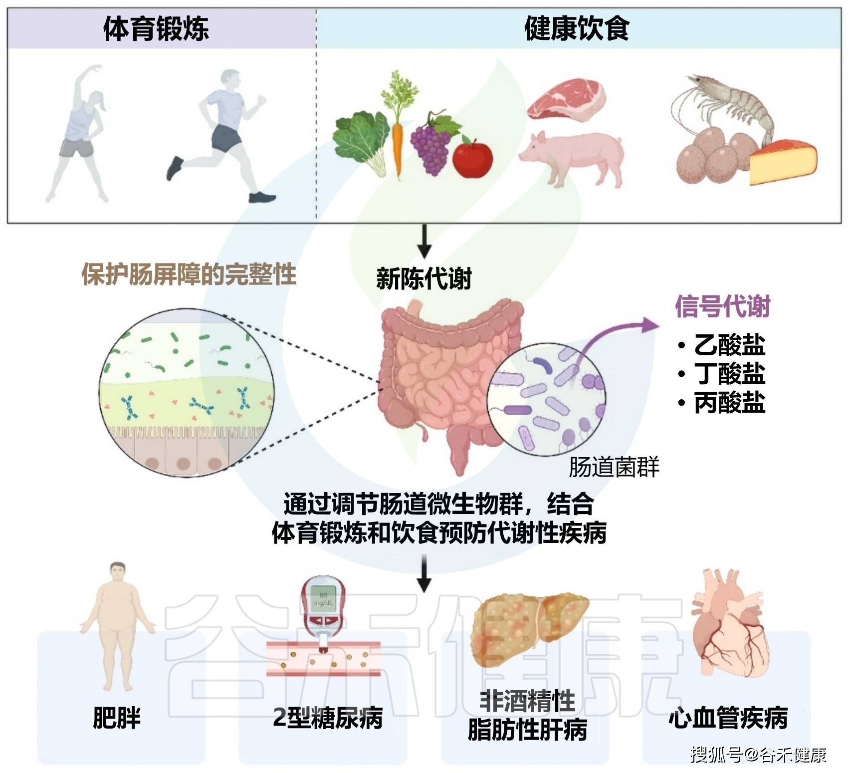 体育熬炼与饮食相连系：调理肠道菌群来预防治疗代谢性疾病