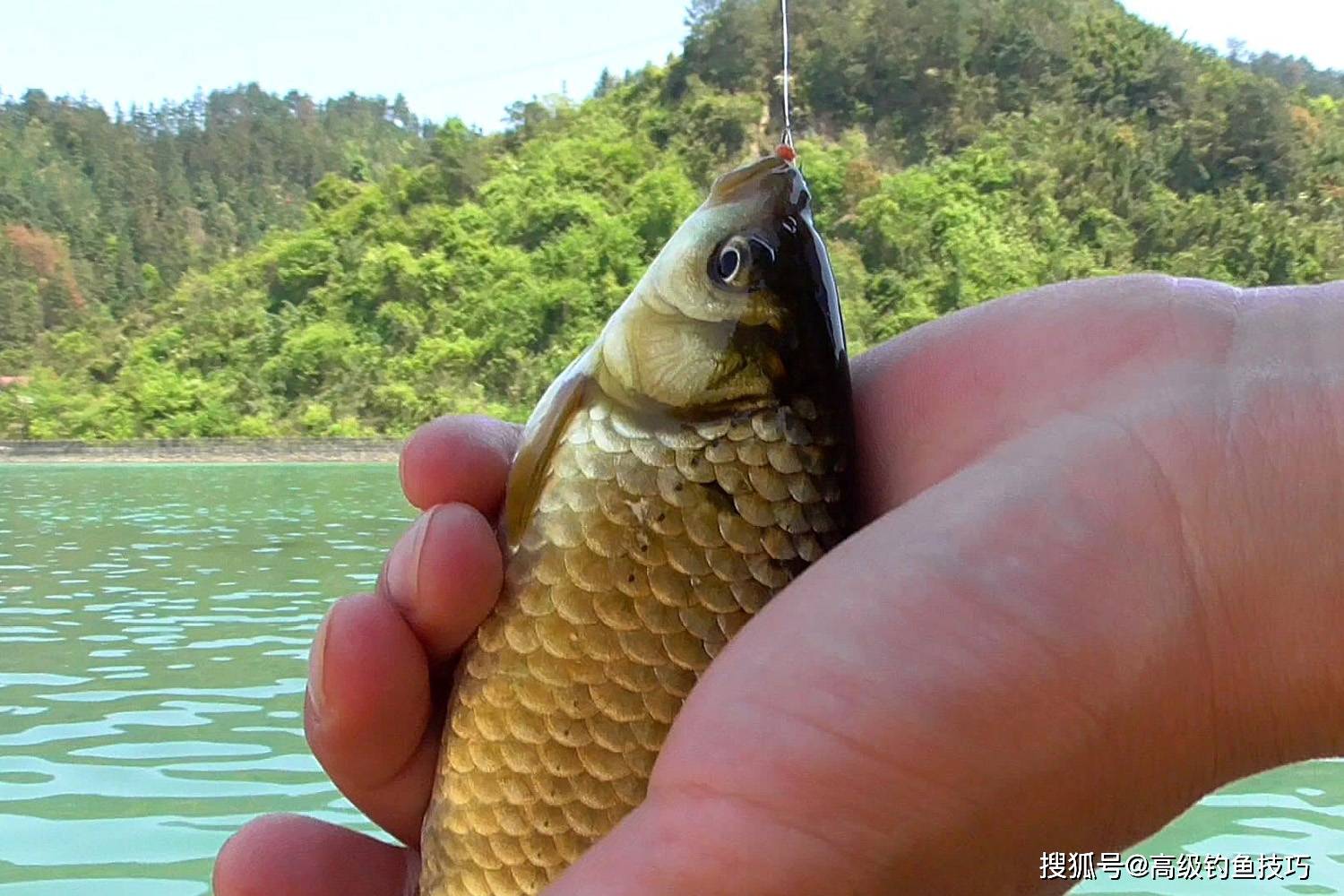 哪种鱼饵冬钓鲫鱼效果更好？冬钓鲫鱼饵的排行榜