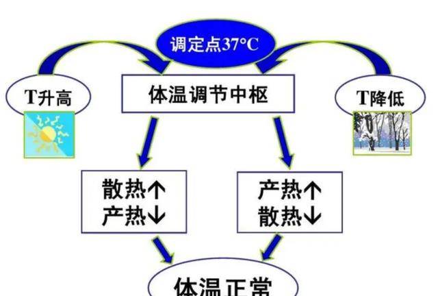 从科学角度阐发，冻死和热死，哪一种更好受一些？