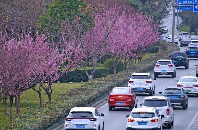 实香！西安地标换上“花衣裳”