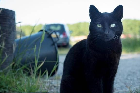 监控摄像头拍到一只黑猫，它走向无人角落后那里燃起了一团火