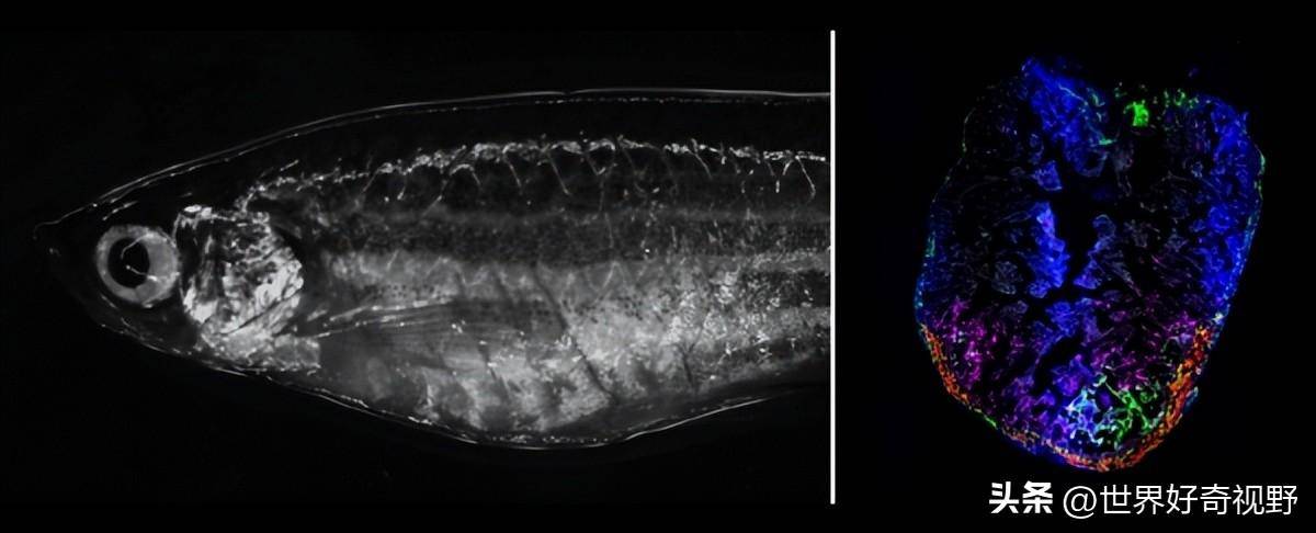 斑马鱼能够修复受损的心脏，一项新的研究提醒了那一过程