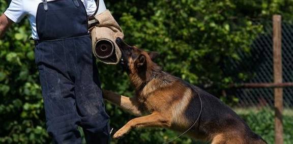 狗的哪个部位最懦弱，碰到恶犬扑来，该打它哪里？