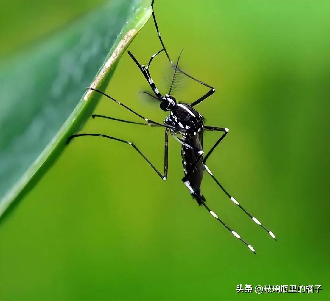 中国蚊子最多的品种