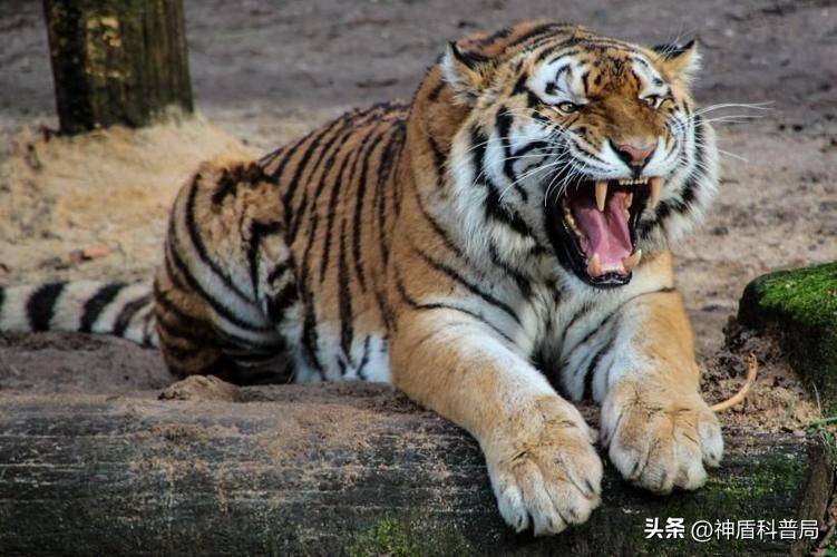 原创灵长类的战力天花板，一拳干爆钢化玻璃，银背大猩猩VS老虎谁会赢