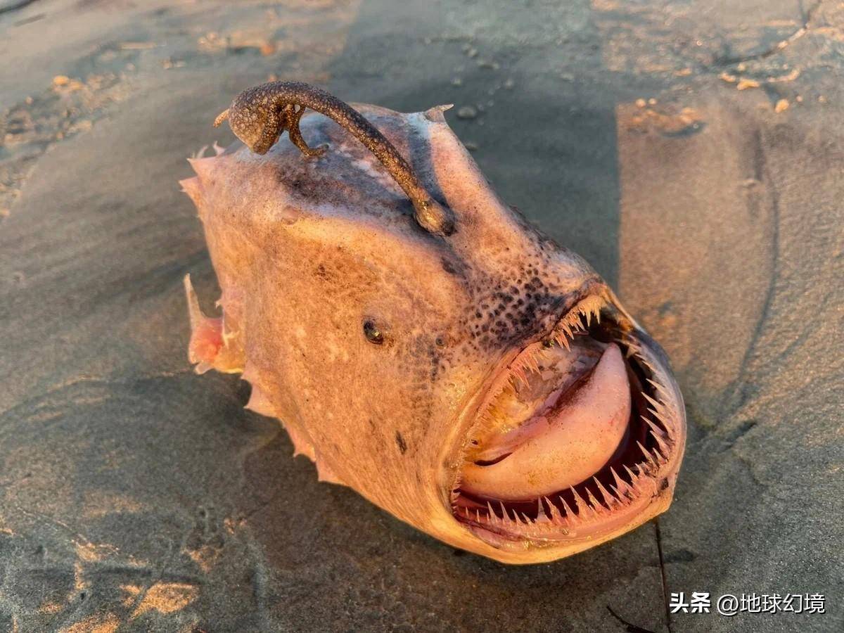 世界罕见生物_世间罕有生物_苏泊罕大草原有湖吗