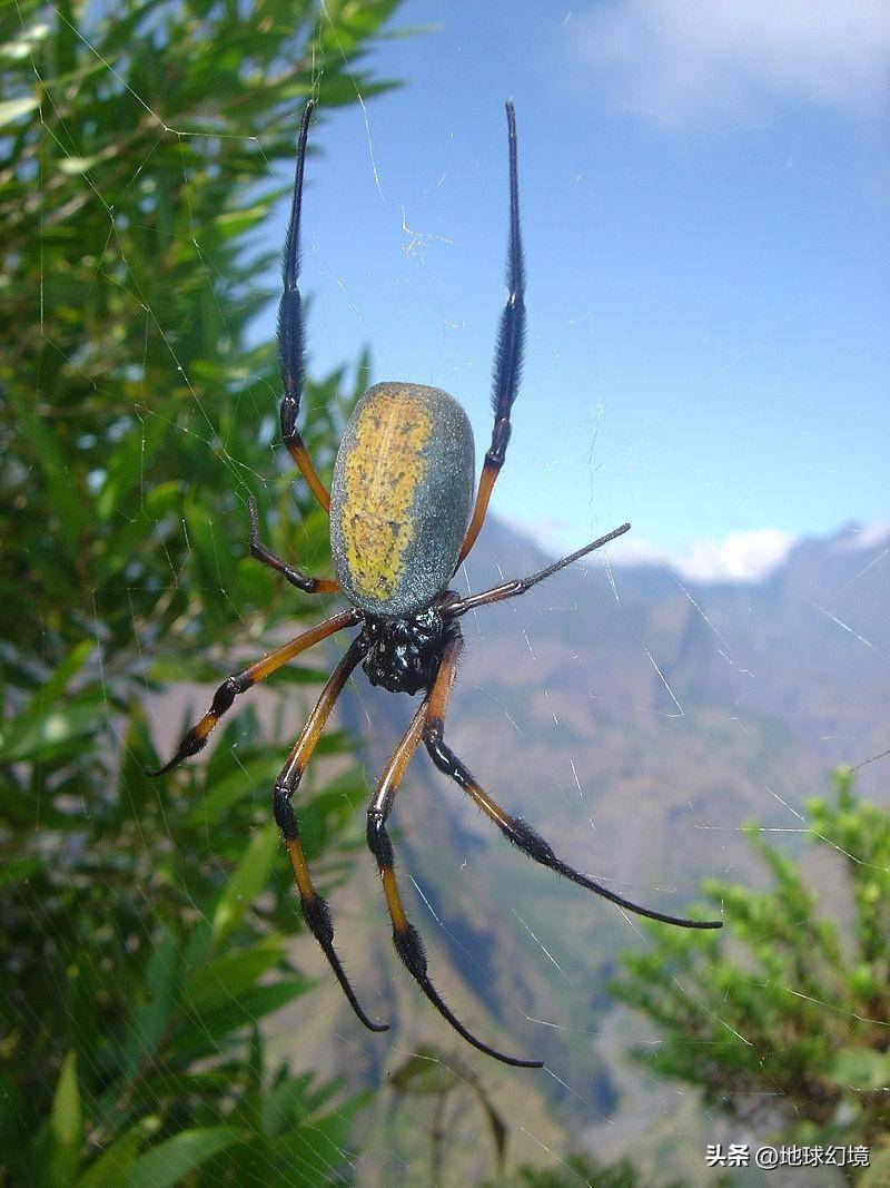 世界罕见生物_世间罕有生物_苏泊罕大草原有湖吗