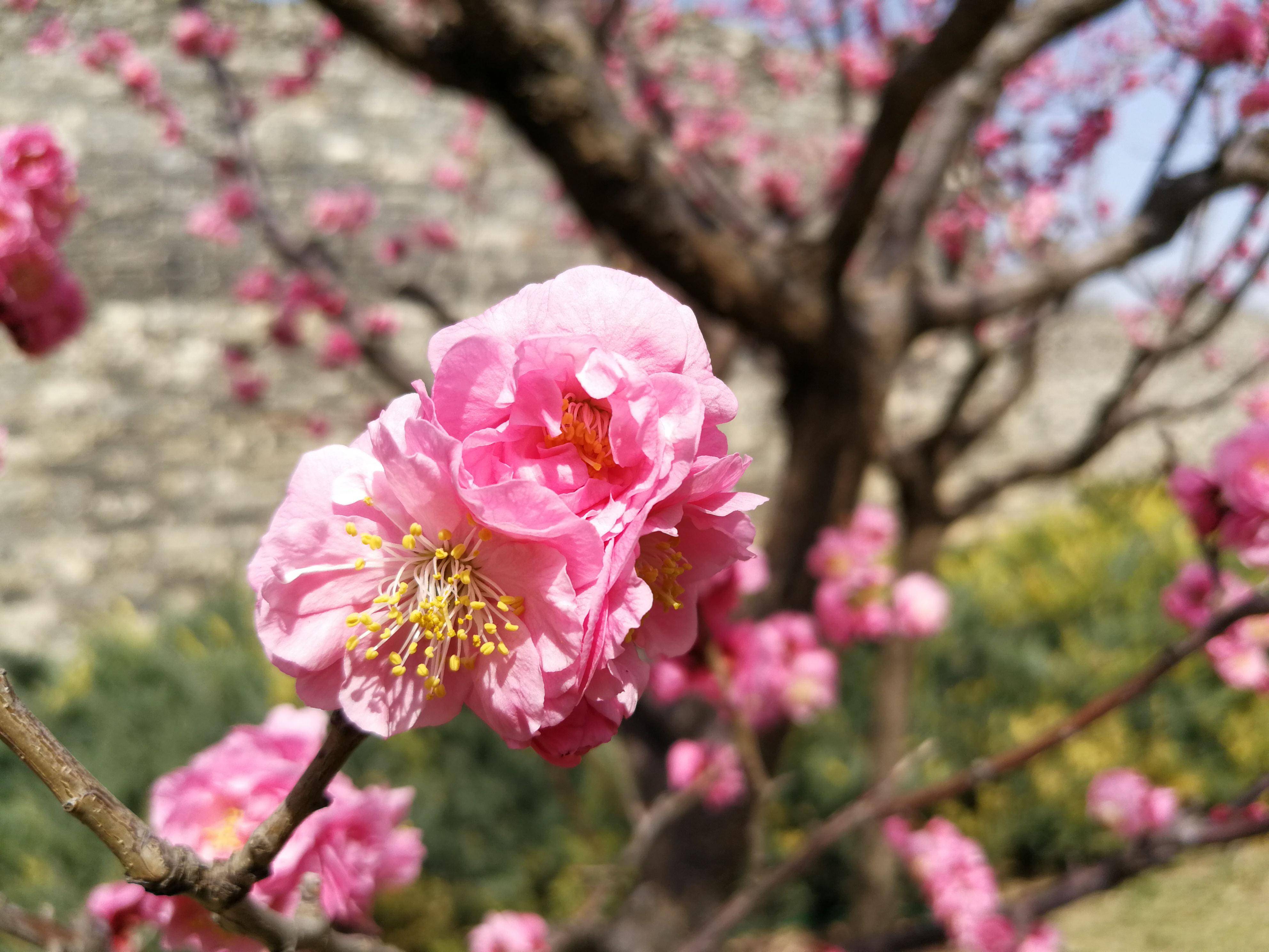 春日赏花图鉴，北京那片梅花即将盛开，就在二环里