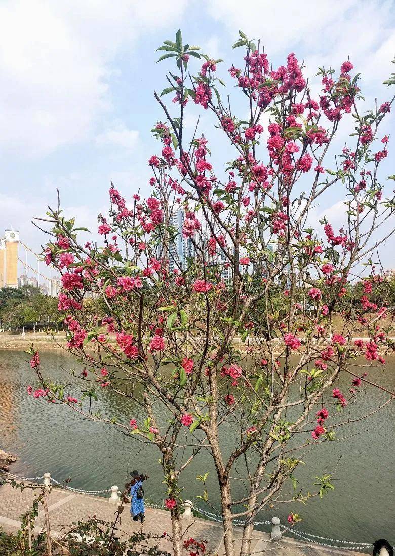 大片！钦州市区那些花海美哭了！你带着她，她带着丝巾