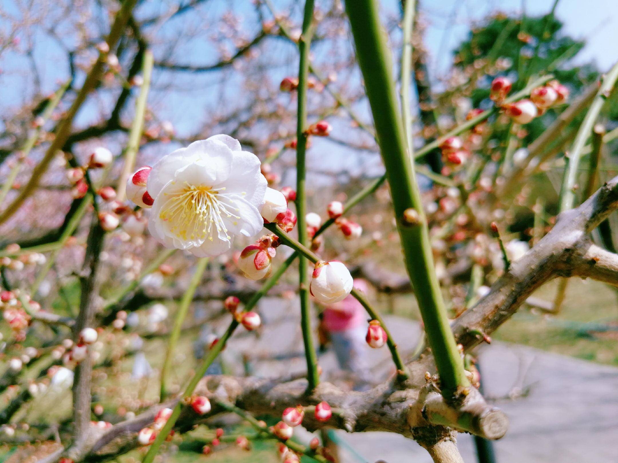 春日赏花图鉴，北京那片梅花即将盛开，就在二环里