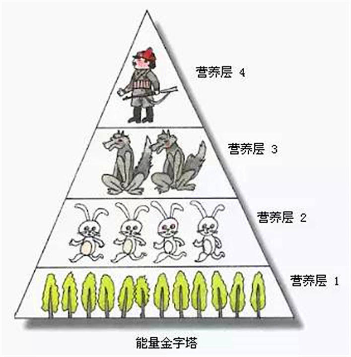 人类为什么不吃食肉动物的肉？只吃食草动物的肉，看科学家怎么说