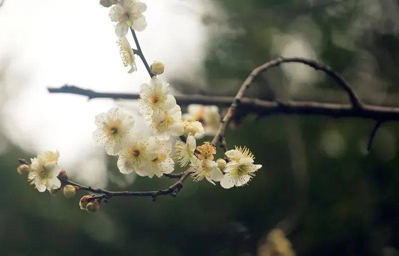 赏梅好去向，带你碰见“梅”景，奔赴2023年第一场花事！