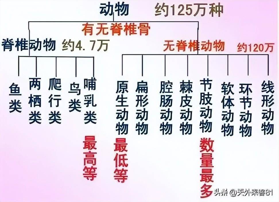 每日一动物：钩嘴铜色蜂鸟「gōu zuǐ tóng sè fēng niǎo」