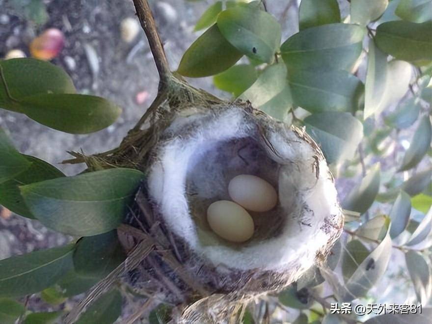 每日一动物：钩嘴铜色蜂鸟「gōu zuǐ tóng sè fēng niǎo」