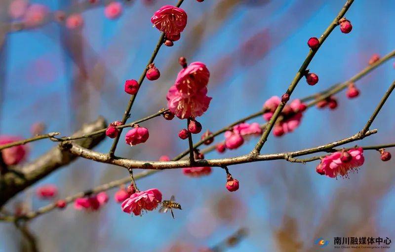 春有约，花不误！快来get√那份南川春日赏花攻略