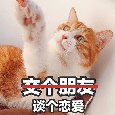 乾隆太会给猫起名字了吧！我只会：咪咪！