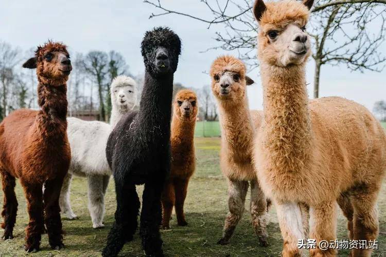 购买羊驼需要注意什么问题和细节 购买羊驼需要注意什么问题和细节