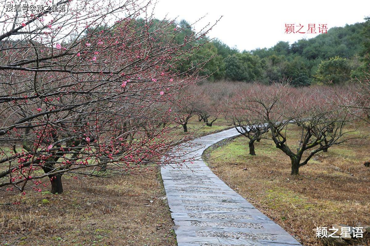 没有花的花博园，收费变免费，梅花正艳