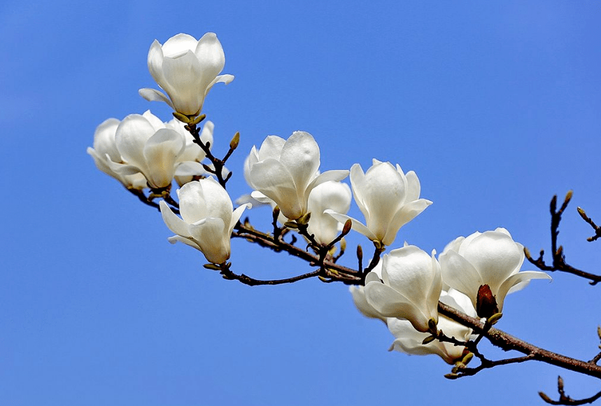 【诗词鉴赏】玉兰花开正艳，关于玉兰花的古诗词，一树雪白，冷艳了光阴！