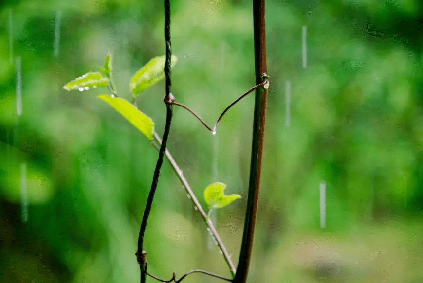 【原创诗词】周嗣远 | 繁卉虬枝飞落乱，泥尘香暗入君怀（诗词十九首）