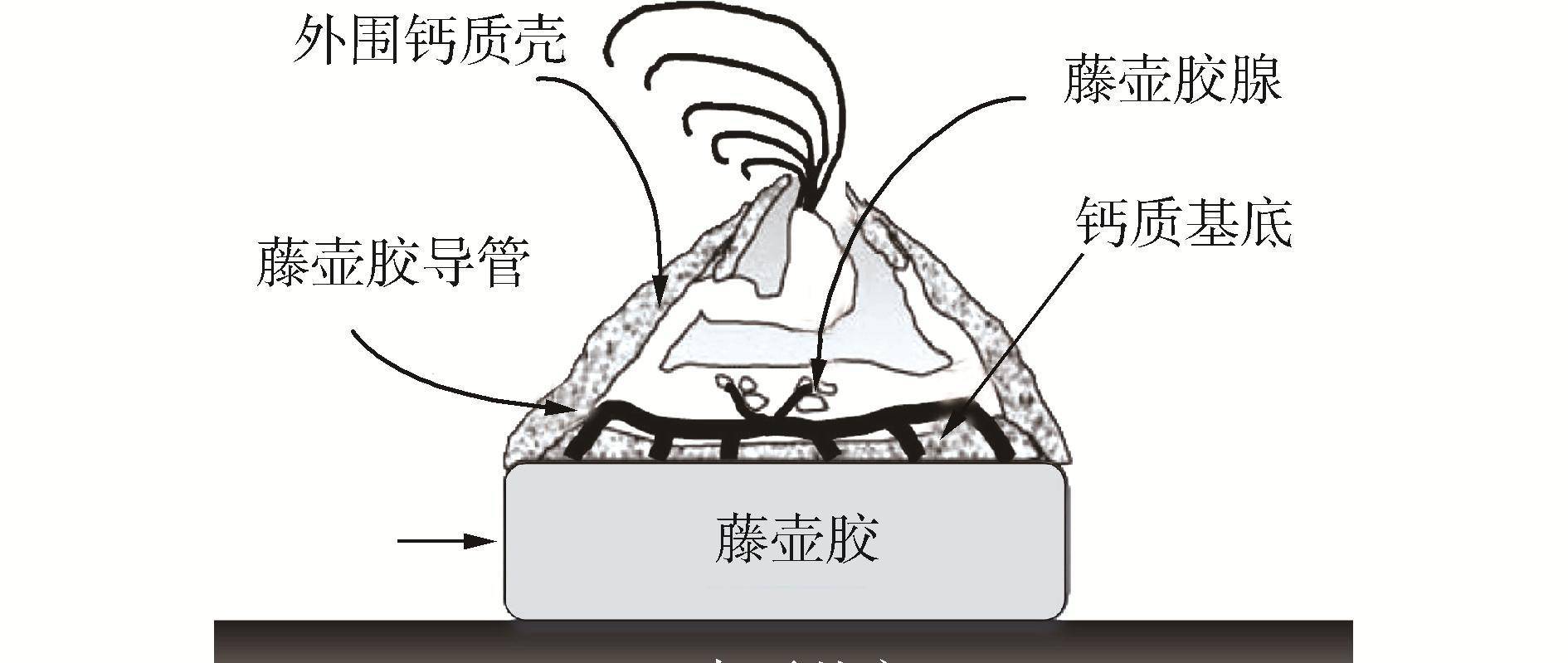 藤壶有多可怕？海洋中的低调寄生者，把鲸鱼、海龟熬煎得不成样子