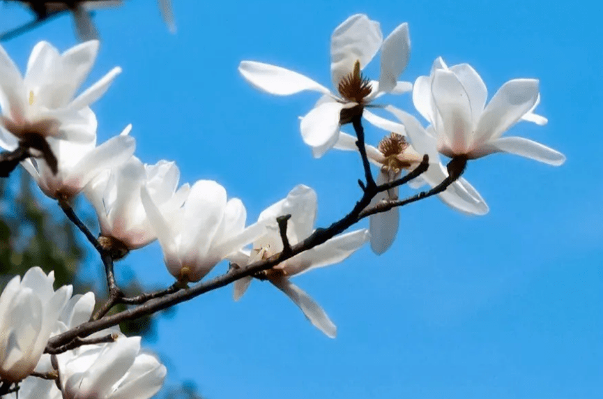 【原创诗词】周嗣远 | 繁卉虬枝飞落乱，泥尘香暗入君怀（诗词十九首）