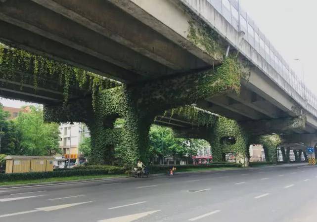 为什么城市高架桥的桥墩上，城市有登山虎？本来有那么多用途