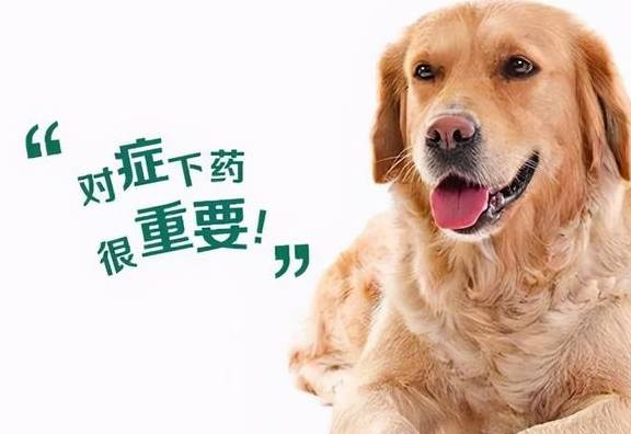 门徒娱乐注册平台（原创
            狗狗驱虫多久一次比较好呢？）