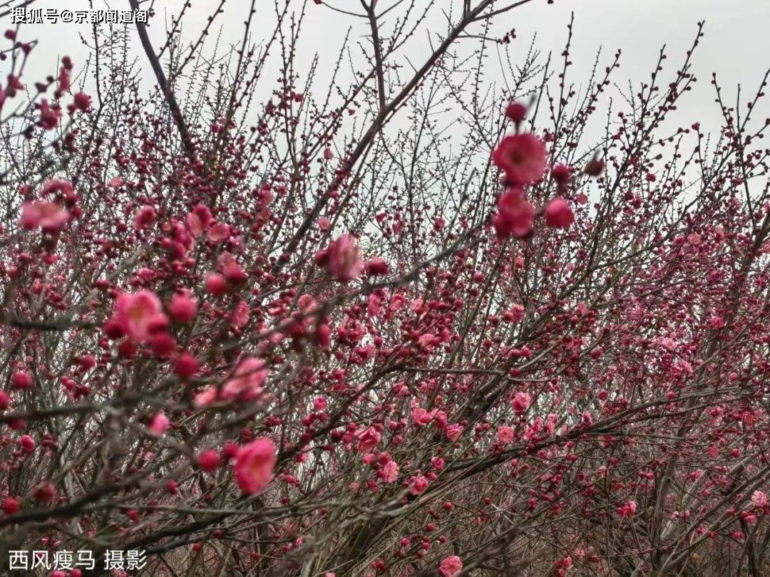 摄影配诗：茵陈（外两首）