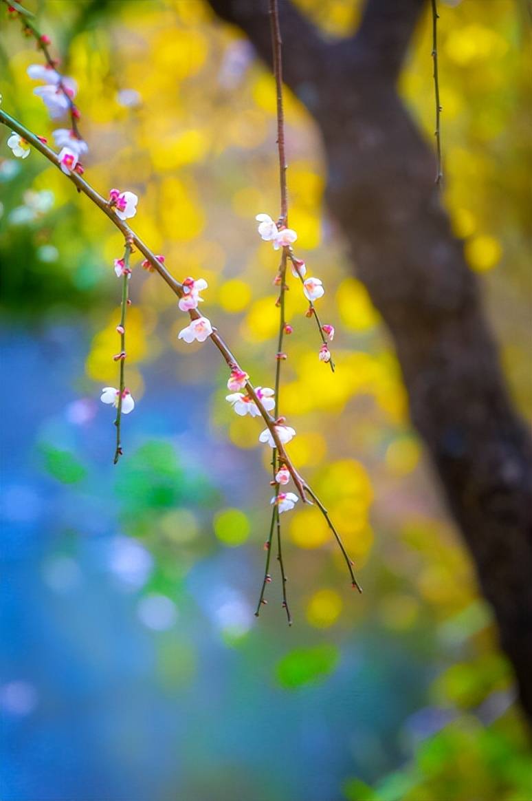 【诗词鉴赏】阳春三月春暖花开，在桃红柳绿中，感触感染春天的美妙！