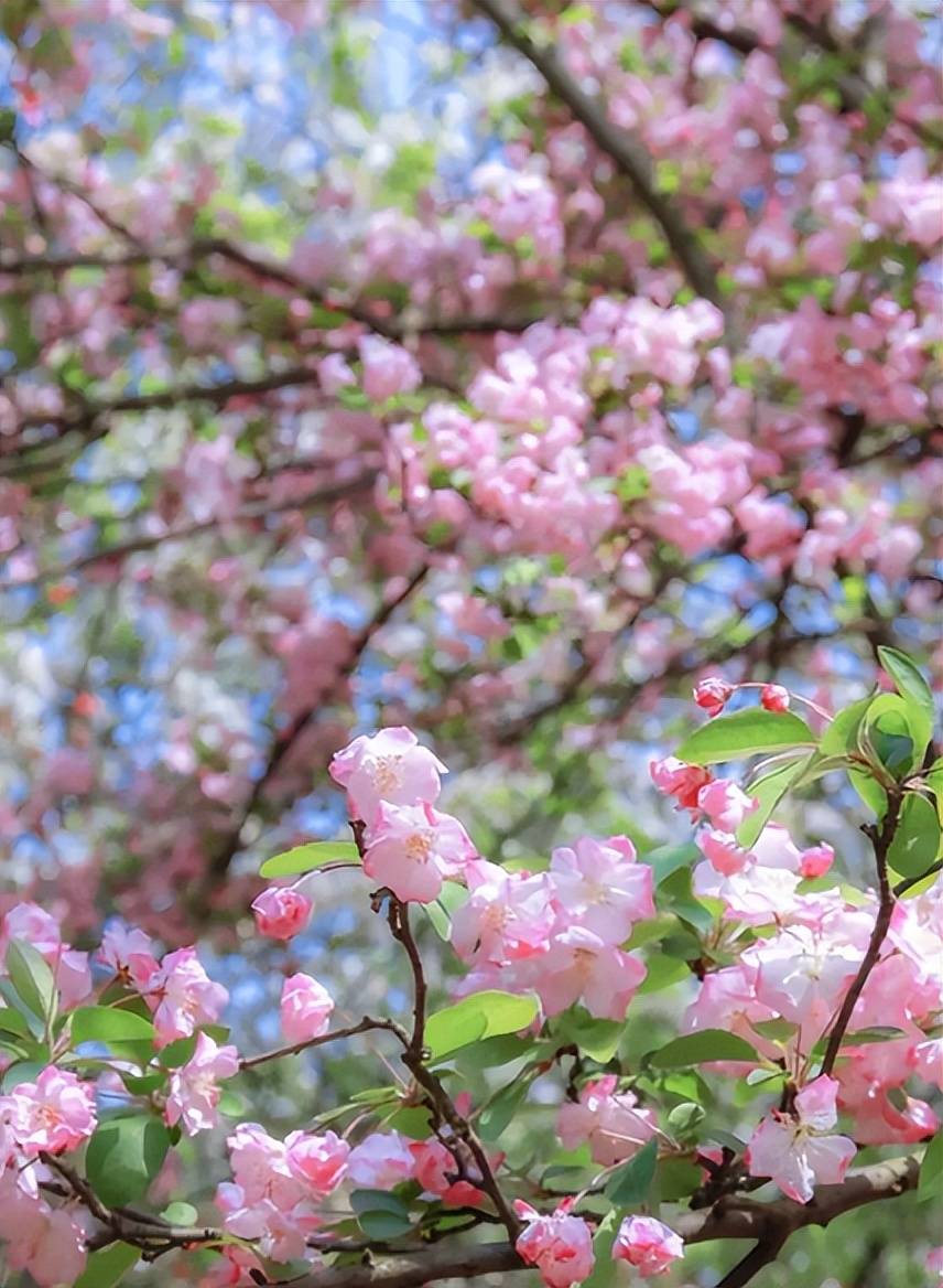 【诗词鉴赏】阳春三月春暖花开，在桃红柳绿中，感触感染春天的美妙！