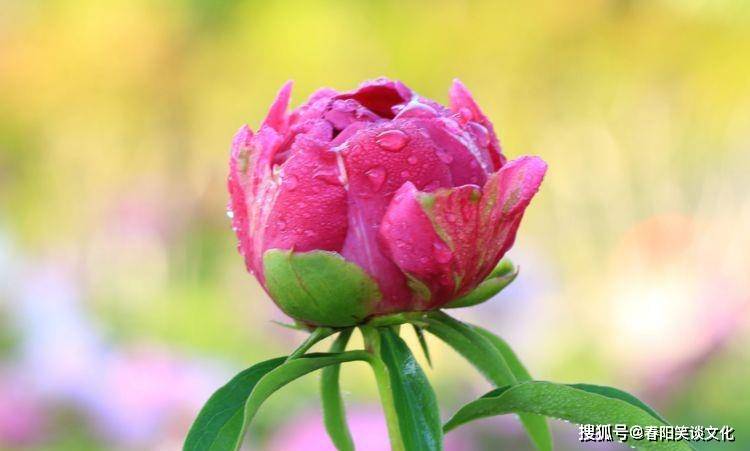 金九银十,三月运势一鸣惊人,三生肖财气无限,家财路源不停 金九银十,三月运势一鸣惊人,三生肖财气无限,家财路源不停