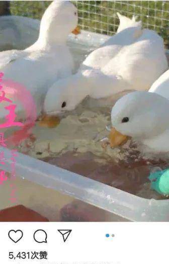 ��˼�ϣ����ؽ�������ֻѼ�ӣ�һֻ��Ҫ15000���������� ...