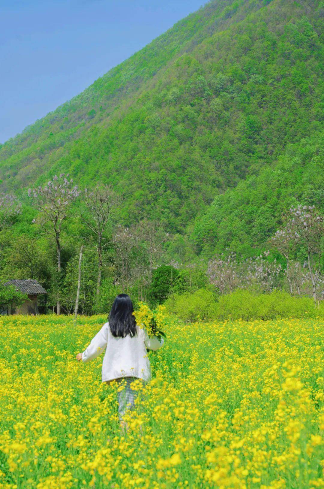 春入巴山丨那条绝美景不雅大道带你畅游金色油菜花海……