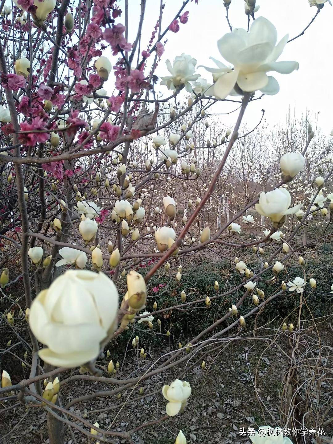 保举7种！开花类景不雅树，给小院种上，年年花开满园