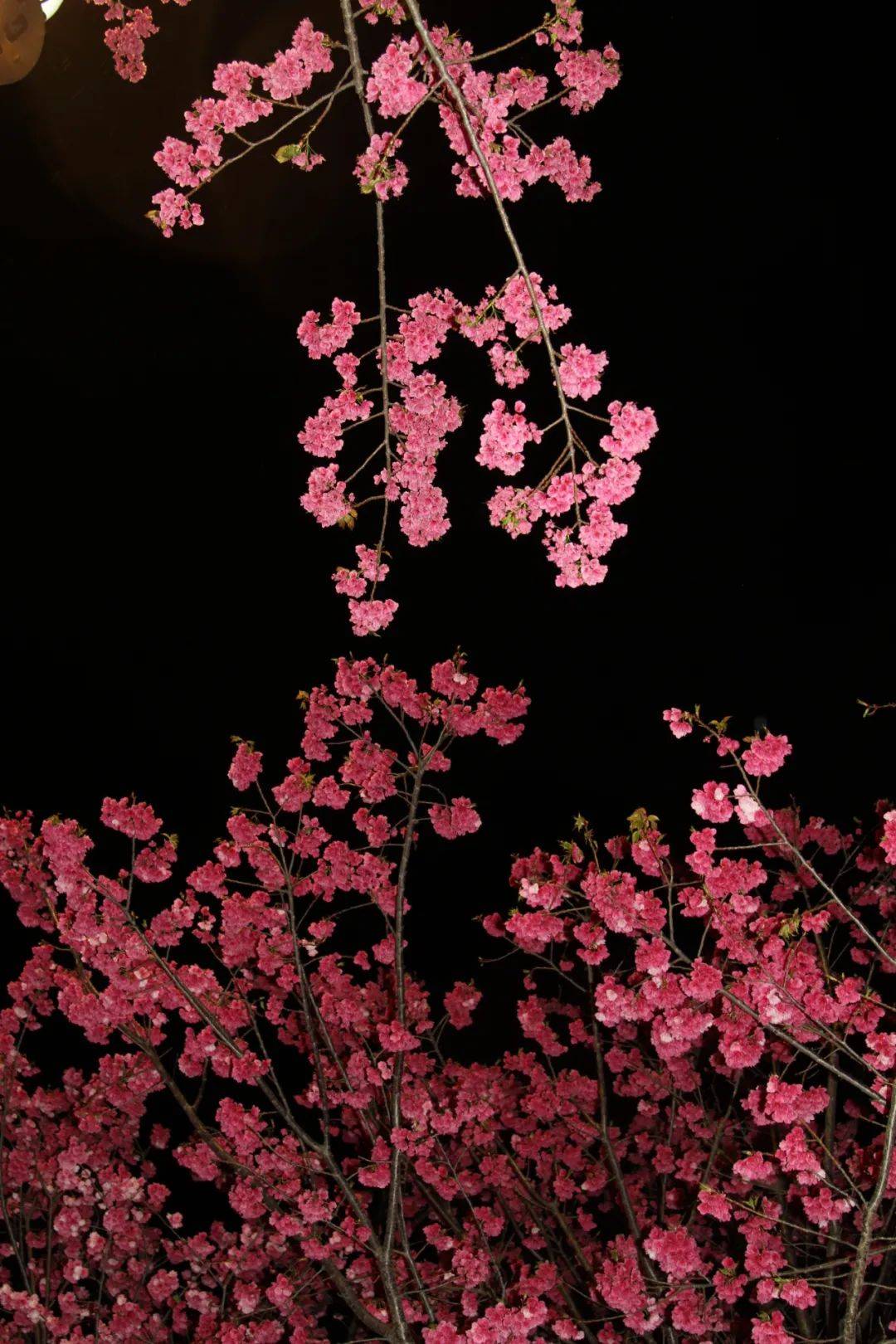 静听花开花落 解锁夜晚“换拆”